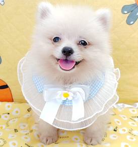 Pomeranian