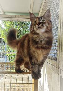 Purebreed Mainecoon Kitten 