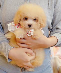Poodle