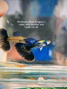 ikan guppy 