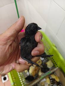 Anak Ayam kg dan Ayam isi hitam kacuk