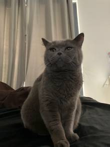bsh female