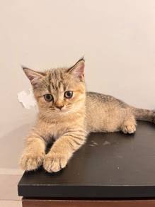 kitten bsh mix scottish