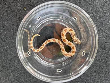 Anaconda hognose ular jagung