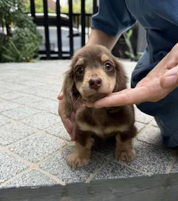 MINIATURE DACHSHUND Puppies D134 Rabbit Size