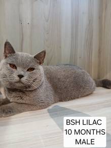 British Shorthair