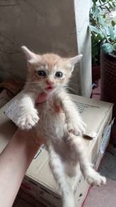 IPOH PERAK. Anak kucing oren percuma