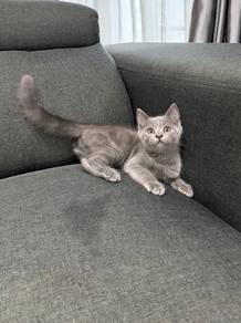 BSH blue kitten