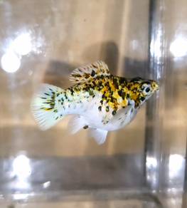 Trico Balloon Molly (Female) Short-bodied Balloon Molly Fish
