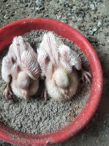 burung merpati racing homer putih 