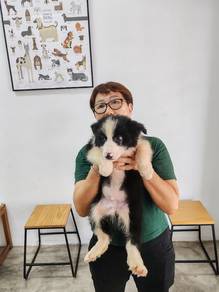 2month plus BORDER COLLIE