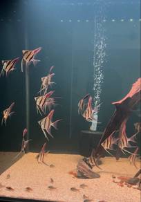 F1 Altum angelfish