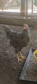 Ayam BPR Barred Plymouth rock 