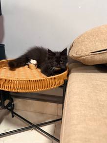 Kitten for rehome