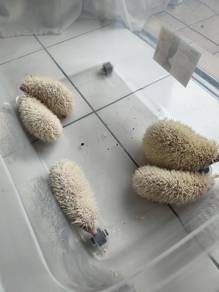 landak mini/hedgehog 