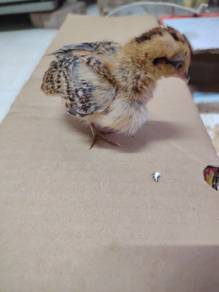 Anak Ayam Serama 