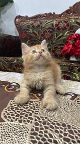 kucing semi flat face