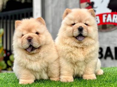 Premium Chow Chow Puppy - CC02