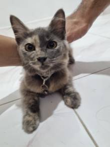 kitten for adoption