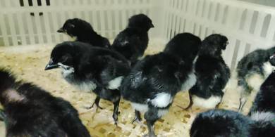 anak ayam selasih,Arab,akk