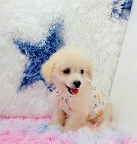 Maltipoo