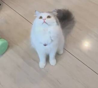 Ragdoll Mating + Spa