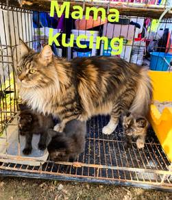 cat kittens maincoone 