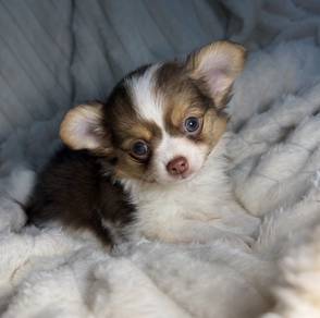 CHIHUAHUA PUPPIES 175 🌷Head Apple Cute Dog