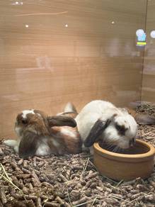 Rabbit for Sale