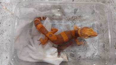 Gecko Trangerine Trenser