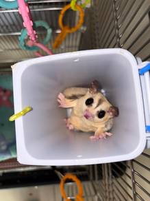 Sugar Glider Mosaic