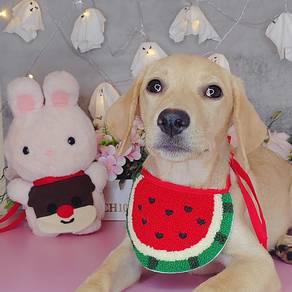 Labrador