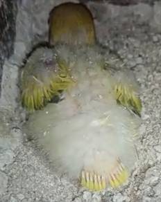 Anak Suap Lovebird