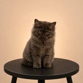 Ragdoll x British Long Hair