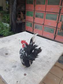 Ayam serama
