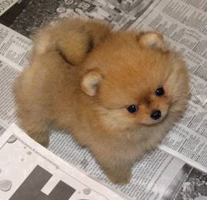 GGGR_P9005 MKA Tiny Pomeranian cute puppies