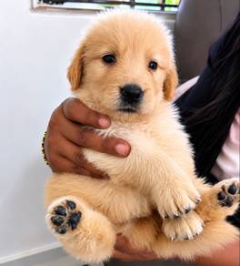 golden Retriever
