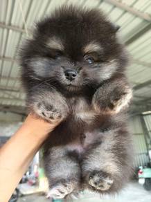 Pomeranian Black Tan Bear Face Tiny Male Puppy