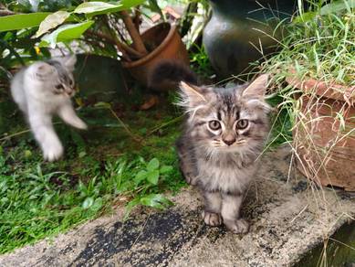 anak kucing,jinak cantik pure persia mix maincoon