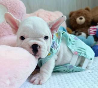 FRENCH BULLDOG PUPPIES 🌻VIP786 Boy  Full white