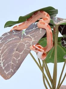 Corn Snake