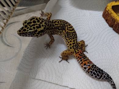 Gecko male 