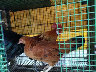 Ayam hutan