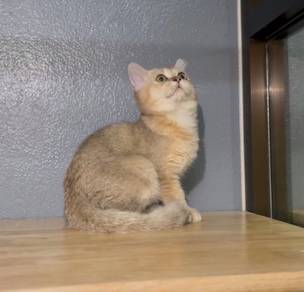 British shorthair male kucing