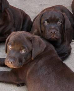 Labrador retriever i