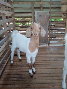3ekor kambing tino
