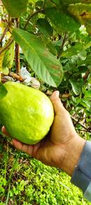 Jambu Batu Lohan  (biji kurang)