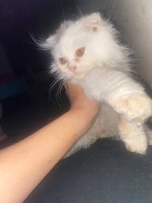 scotish fold mix bsh