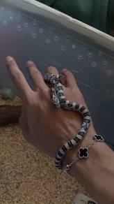 cornsnake anery