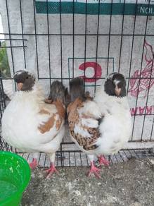 Merpati English Modena Muda 